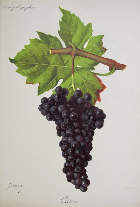 Viticultura - Cesar