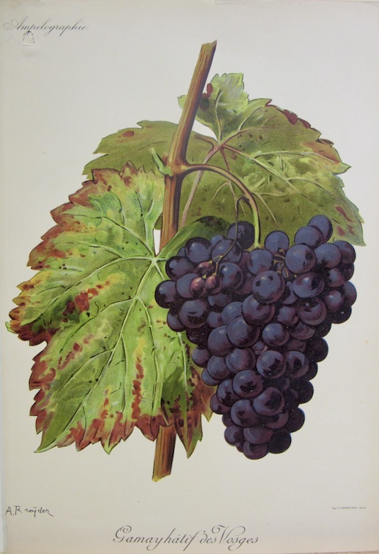 Gamay Hatif des Vosges