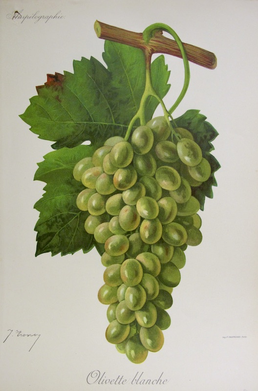 Viticultura - Olivette Blanche