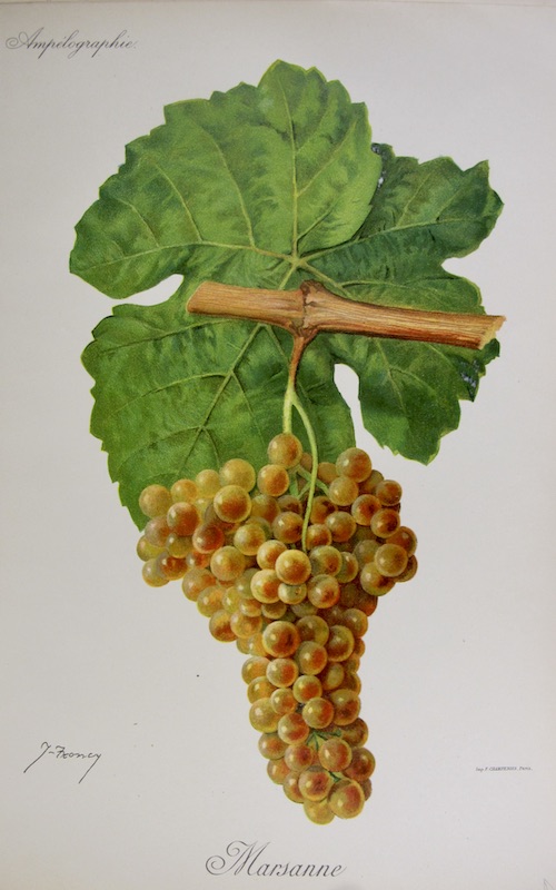 Viticultura - Marsanne