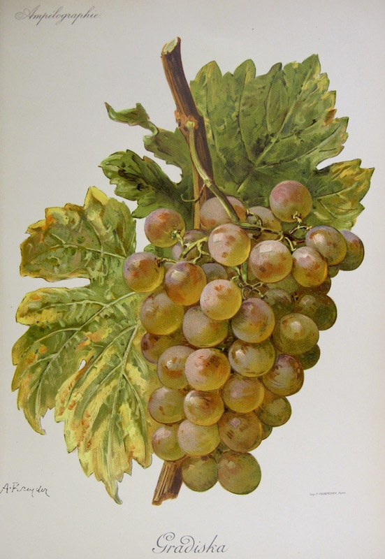 Viticultura - Gradiska