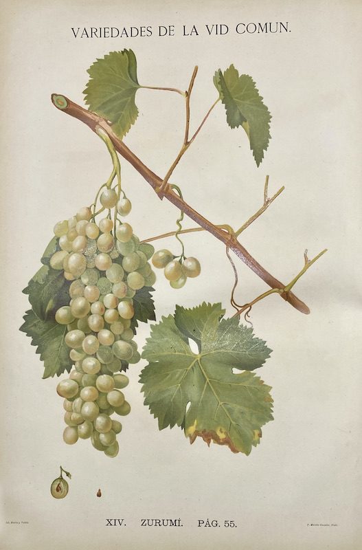 Variedades de la Vid Común - XIV. Zurumi, Pág. 55