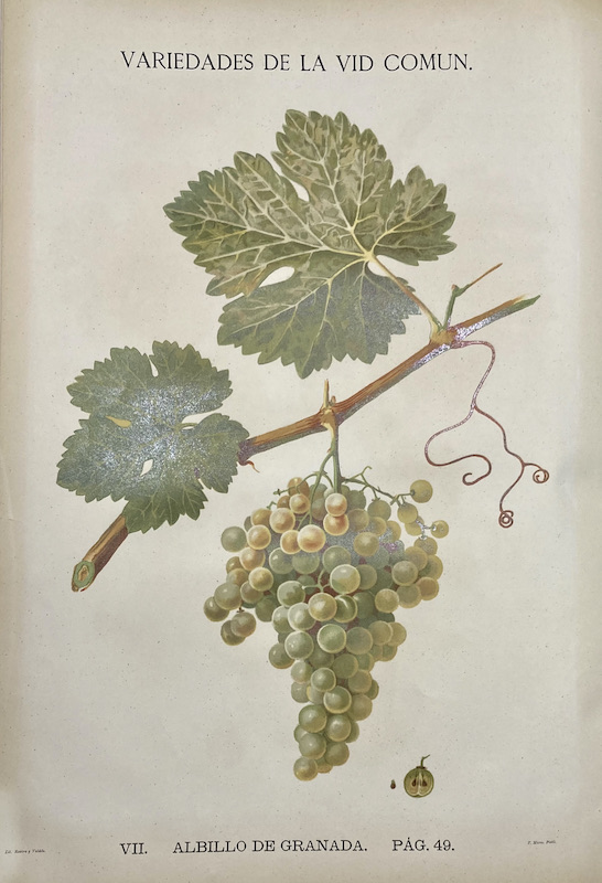 Variedades de la Vid Común - VII. Albillo de Granada, Pág. 49