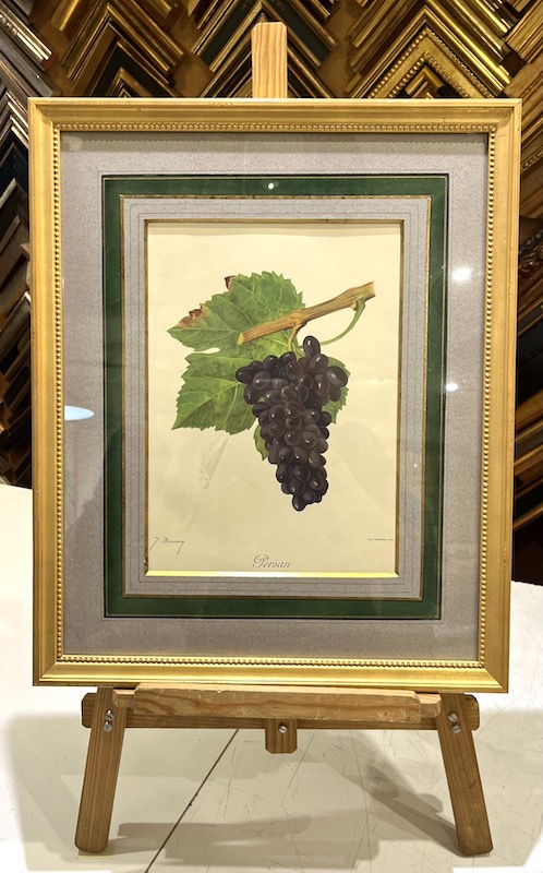 Viticultura - Persan