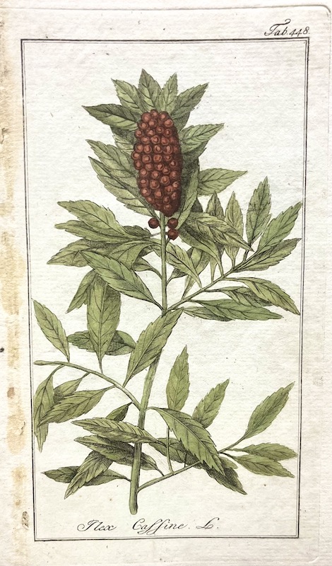 Ilex Caffine L. - Tab. 448 [Mate]