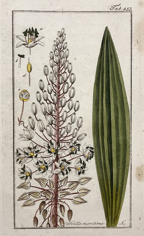 Scilla Maritima L. - Tab. 453