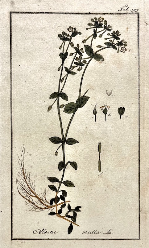 Alsine Media L. - Tab. 493